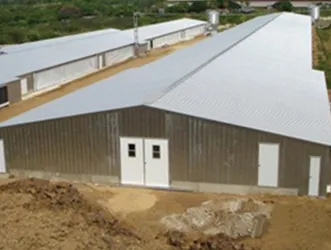 Poultry & Cow Farm Steel Structure