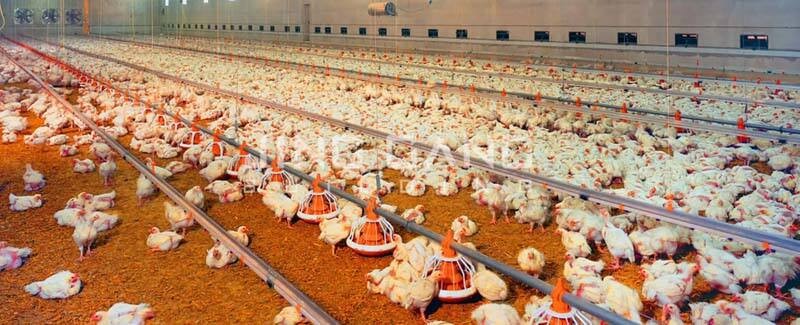 Jinggang Steel Structure Chicken house: Smart Farming, Sustainable Growth
