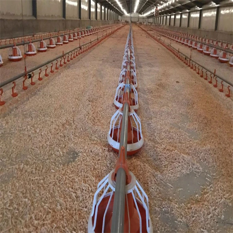 Steel Frame Warehouse  Layer Chicken Farm Construction Poultry House for 10000 Chickens
